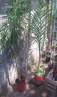 haz click para ver mas detalles de  Vendo Palmeras