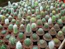 haz click para ver mas detalles de  Cactus, crasas, euphorbia, agaves, suculentas en general.