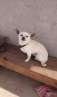 haz click para ver mas detalles de  Servicio Chihuahua