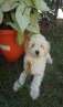 haz click para ver mas detalles de  Cachorro Caniche toy